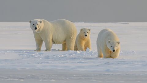 Polar bear family in the snow