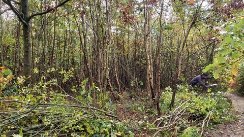 Coppiced woodland
