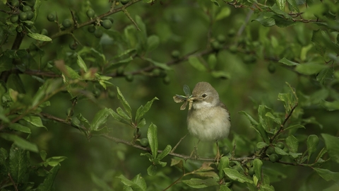Small grey-brown bird with an insect in its mouth perched on a branch in a green hedge