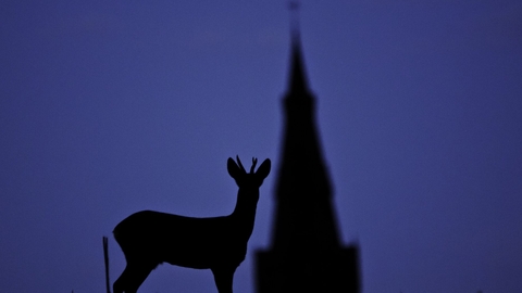 Deer and church spire silhouetted against dark blue sky