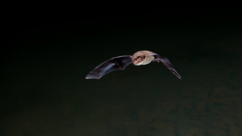 Daubenton bat in flight against black sky