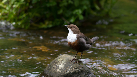 Brown bird with white breast and throat standing on rock in a stream
