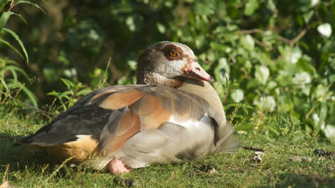 An Egyptian goose sitting o a grassy bank