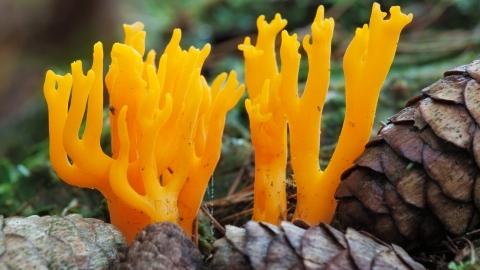 Fingers of yellow antler fungus emerging amongst pine cones