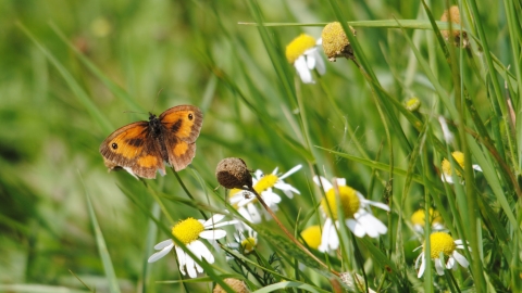 Gatekeeper butterfly amongst grass and ox-eye daisies