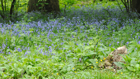 Rookhill Coppice nature reserve