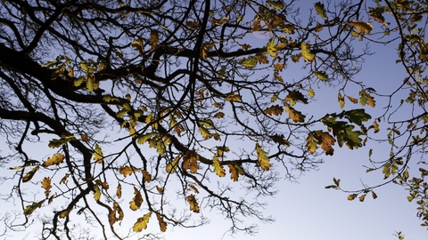 View upwards into branches silhouetted against the sky with some golden oak leaves hanging on.