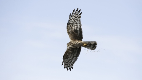 Large bird of prey flying with outstretched wings in a pale blue sky