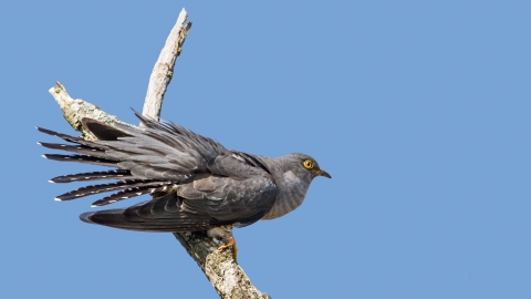 Male cuckoo displaying