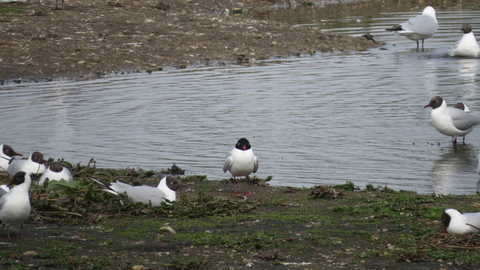 A single Mediterranean gull stands on a muddy lake shore, surrounded by black-headed gulls.
