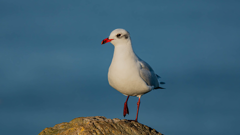 A Mediterranean gull in winter plumage stands on a rock