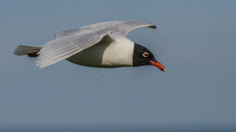 An adult Mediterranean gull in summer plumage glides through the sky, showing its white wing tips, black hood and bright red beak