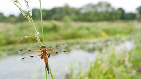 Four-spotted chaser on grass stems with lake in background