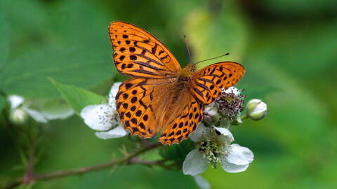 Silver-washed fritillary