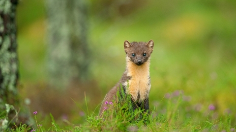 Pine marten in a woodland