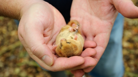 Sleeping dormouse held in cupped hands
