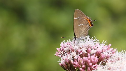 White-letter hairstreak butterfly