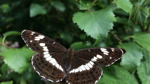 Dark brown butterfly with white line running across wings on dark green leaves