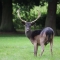 Melanistic fallow buck