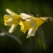 Daffodils