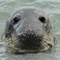 Seal head above water, looking into camera
