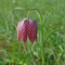 Purple flower growing in grassland