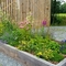 Flowers growing in bed edged with wood planks in a gravel area with slatted wooden barn and gate into field in background.