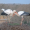 Two large white birds stood on a nest of twigs