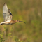 Curlew