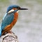 Kingfisher perched on a log