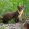 Pine marten youngster on fallen pine log in woodland