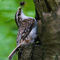 Treecreeper