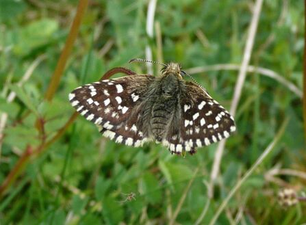 Grizzled Skipper butterfly