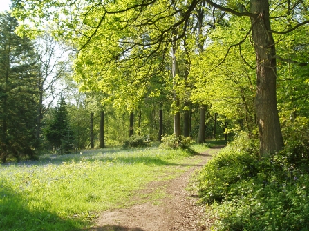 Woodland glade in spring sunshine