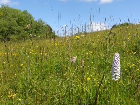 Close up of wildflower meadow with orchid in the foreground