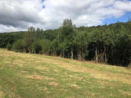 Grassy area with line of trees behind