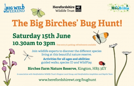 Promotional banner for Birches Bug Hunt