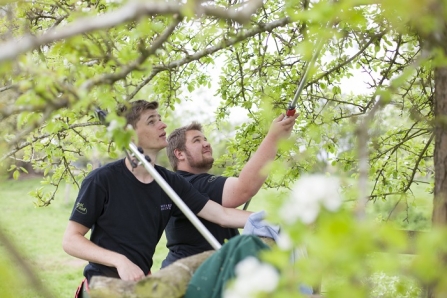 Two young men pruning an apple tree