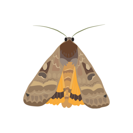 Large yellow underwing illustration