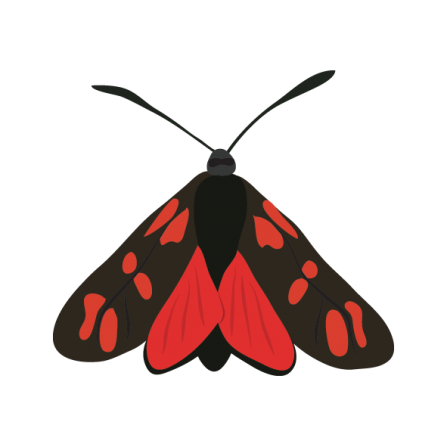 Six spot burnet moth illustration