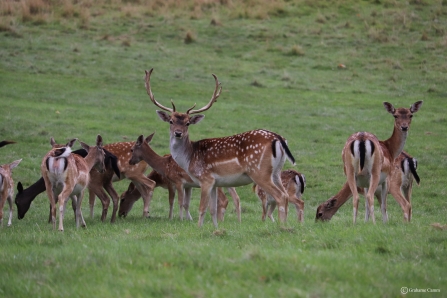 Herd of deer