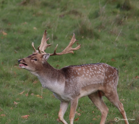 Stag