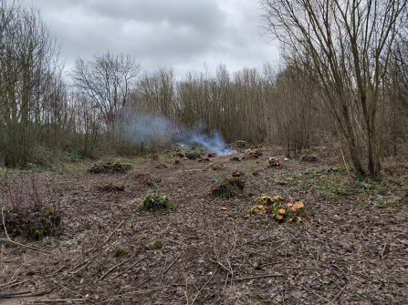A woodland clearing with coppiced stools and bonfire smoke