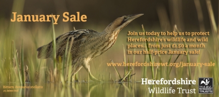 Photo of Bittern behind January Sale promotional text