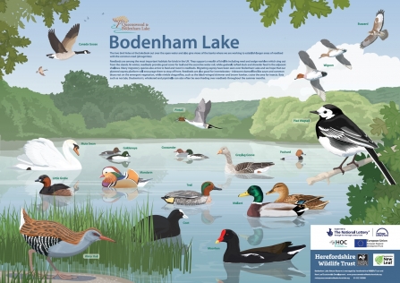 Species ID board: Bodenham Lake 2
