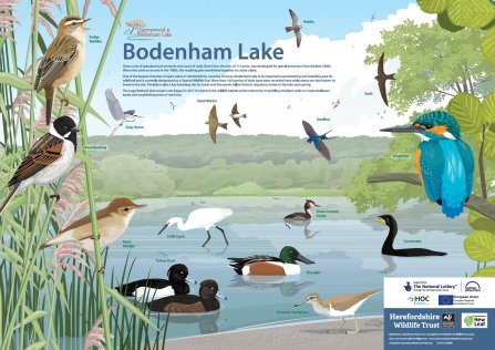 Species ID board: Bodenham Lake
