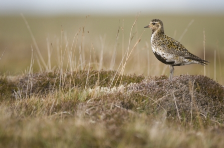 Golden Plover stood on heathland
