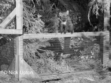 Pine Marten on a fence