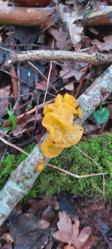 Yellow fungus on small branch