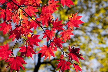 Maple leaves in Autumn